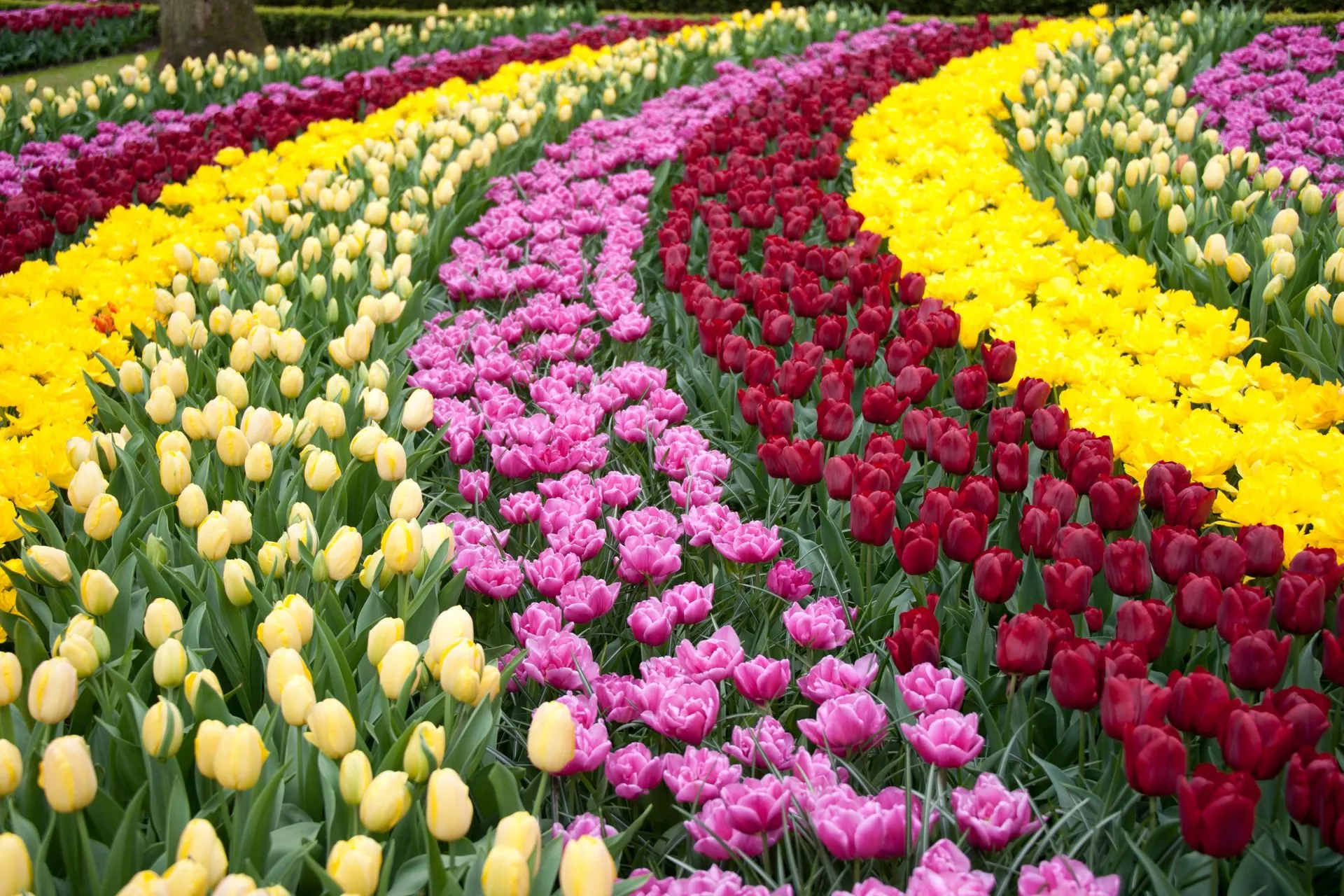 Spring into Spring on a Jones Holiday