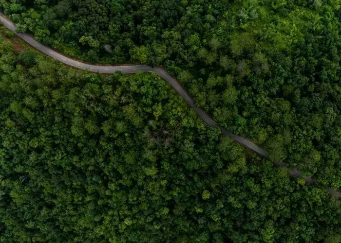 Road through woodland