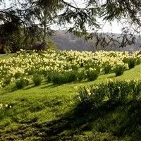 Grass and plants
