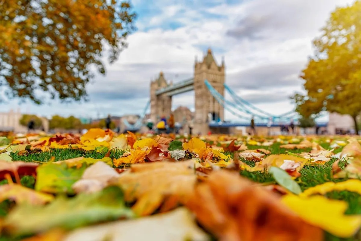 Leaves on ground in London