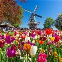 Tulips and windmill